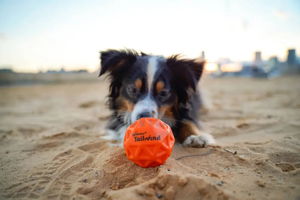 Waboba Tailwind - Pet Products Accessories > Other Accessories